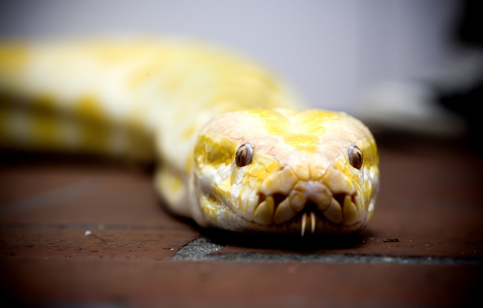Tổng hợp hình ảnh về loài rắn đẹp nhất - [Kích thước hình ảnh: 1600x1021 px]
