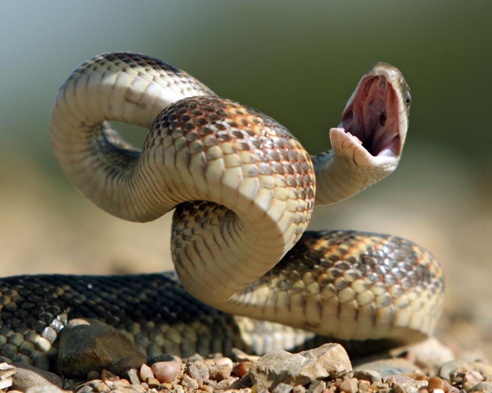 Tổng hợp hình ảnh về loài rắn đẹp nhất - [Kích thước hình ảnh: 1600x1278 px]