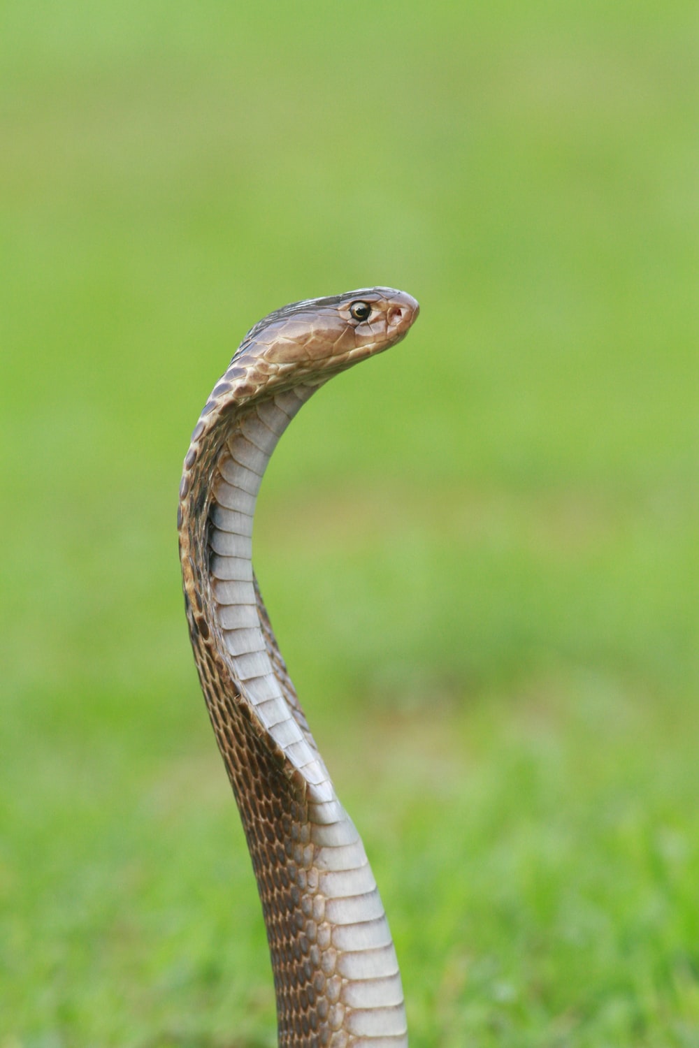 Tổng hợp hình ảnh về loài rắn đẹp nhất - [Kích thước hình ảnh: 1000x1500 px]