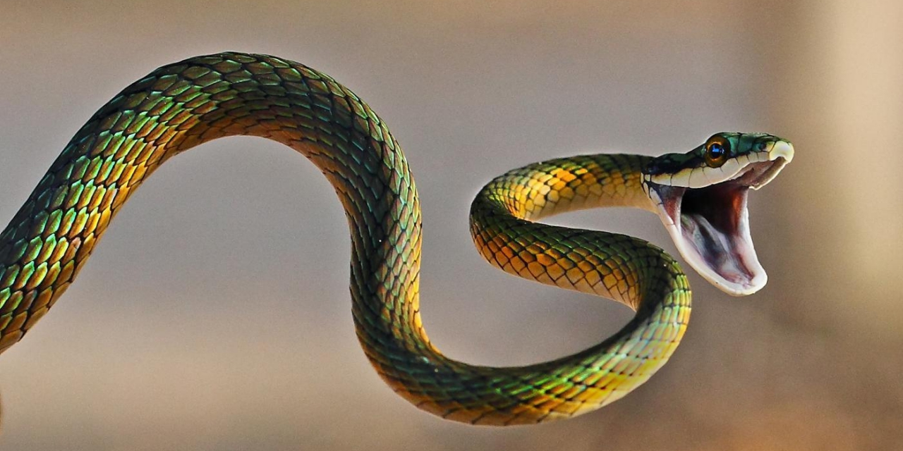 Tổng hợp hình ảnh về loài rắn đẹp nhất - [Kích thước hình ảnh: 1280x640 px]