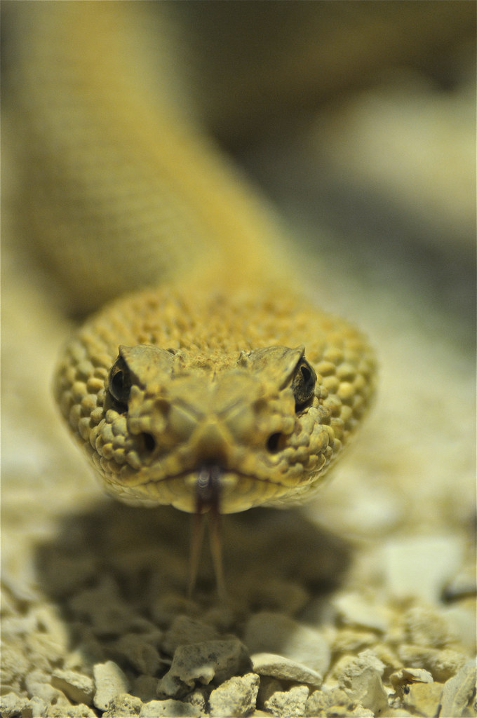 Tổng hợp hình ảnh về loài rắn đẹp nhất - [Kích thước hình ảnh: 680x1024 px]