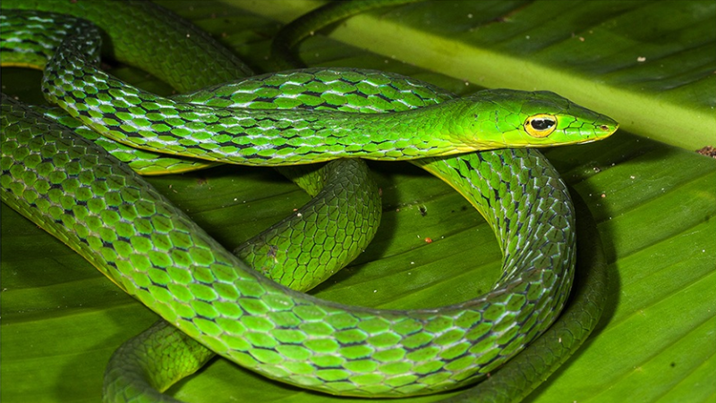 Tổng hợp hình ảnh về loài rắn đẹp nhất - [Kích thước hình ảnh: 800x451 px]