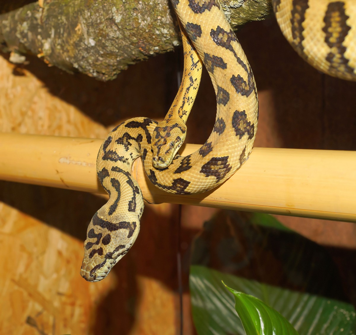 Tổng hợp hình ảnh về loài rắn đẹp nhất - [Kích thước hình ảnh: 1200x1128 px]