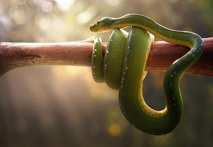 Tổng hợp hình ảnh về loài rắn đẹp nhất - [Kích thước hình ảnh: 728x503 px]