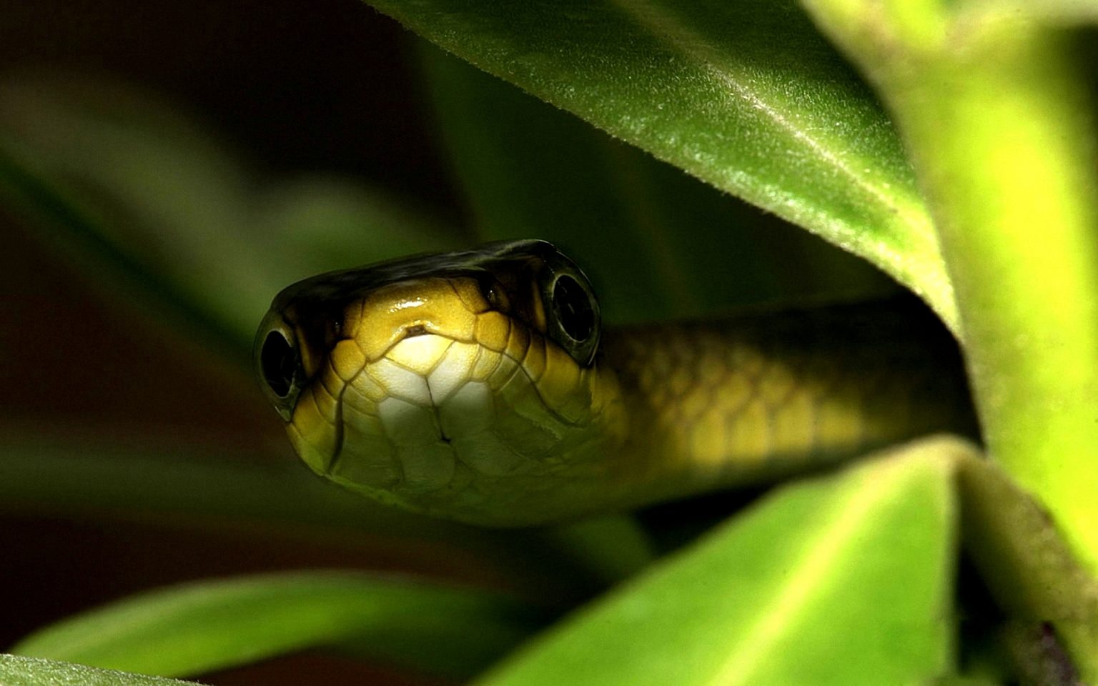 Tổng hợp hình ảnh về loài rắn đẹp nhất - [Kích thước hình ảnh: 1536x960 px]