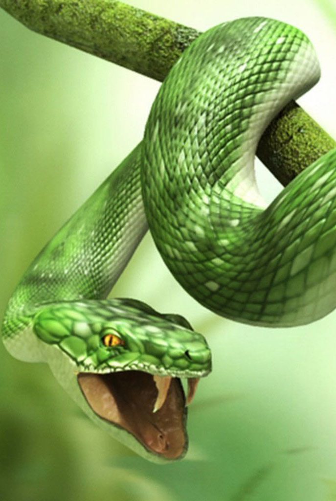Tổng hợp hình ảnh về loài rắn đẹp nhất - [Kích thước hình ảnh: 687x1024 px]