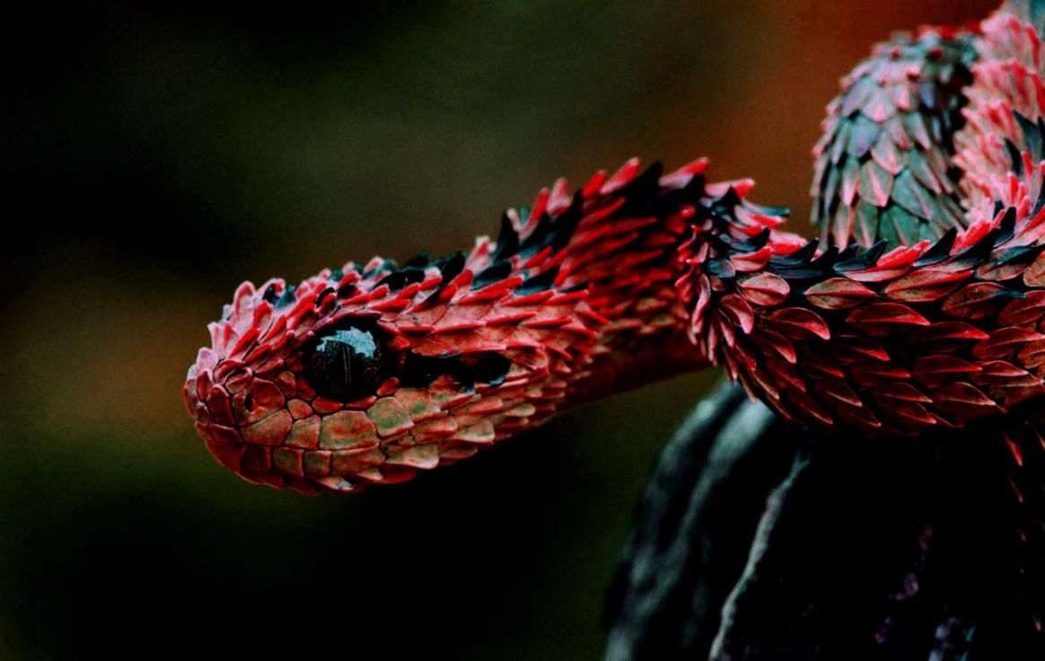 Tổng hợp hình ảnh về loài rắn đẹp nhất - [Kích thước hình ảnh: 1164x736 px]