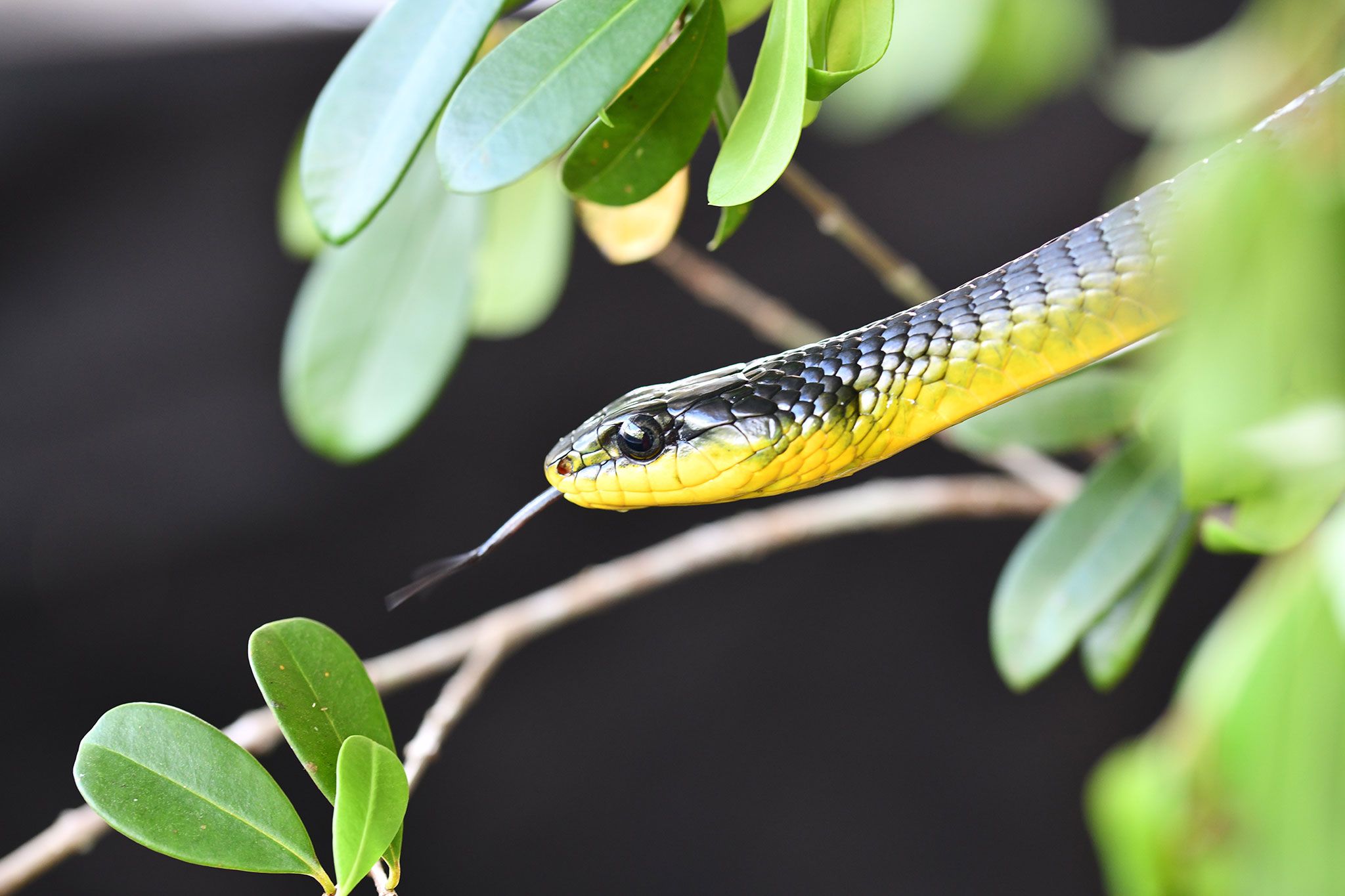 Tổng hợp hình ảnh về loài rắn đẹp nhất - [Kích thước hình ảnh: 2048x1365 px]