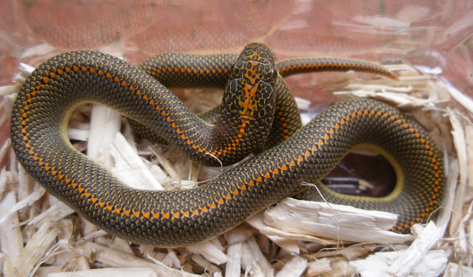 Tổng hợp hình ảnh về loài rắn đẹp nhất - [Kích thước hình ảnh: 1536x902 px]