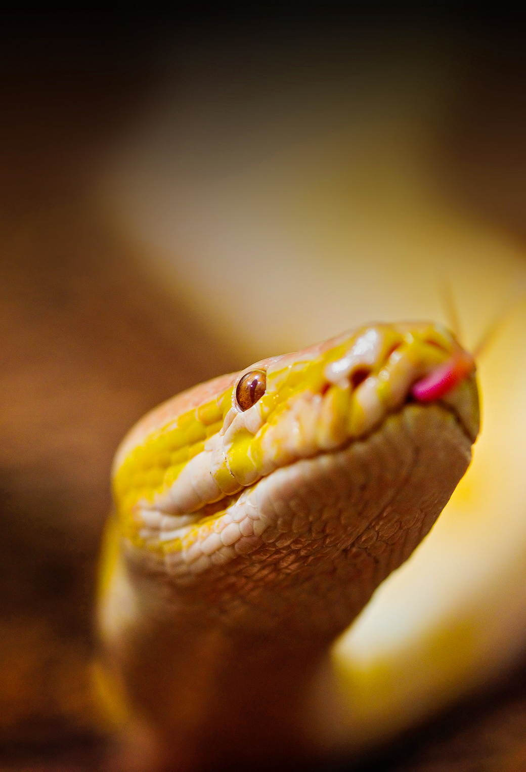 Tổng hợp hình ảnh về loài rắn đẹp nhất - [Kích thước hình ảnh: 1040x1526 px]