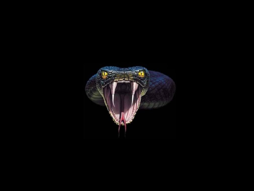 Tổng hợp hình ảnh về loài rắn đẹp nhất - [Kích thước hình ảnh: 1010x758 px]