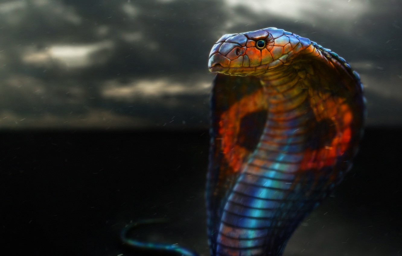 Tổng hợp hình ảnh về loài rắn đẹp nhất - [Kích thước hình ảnh: 1332x850 px]
