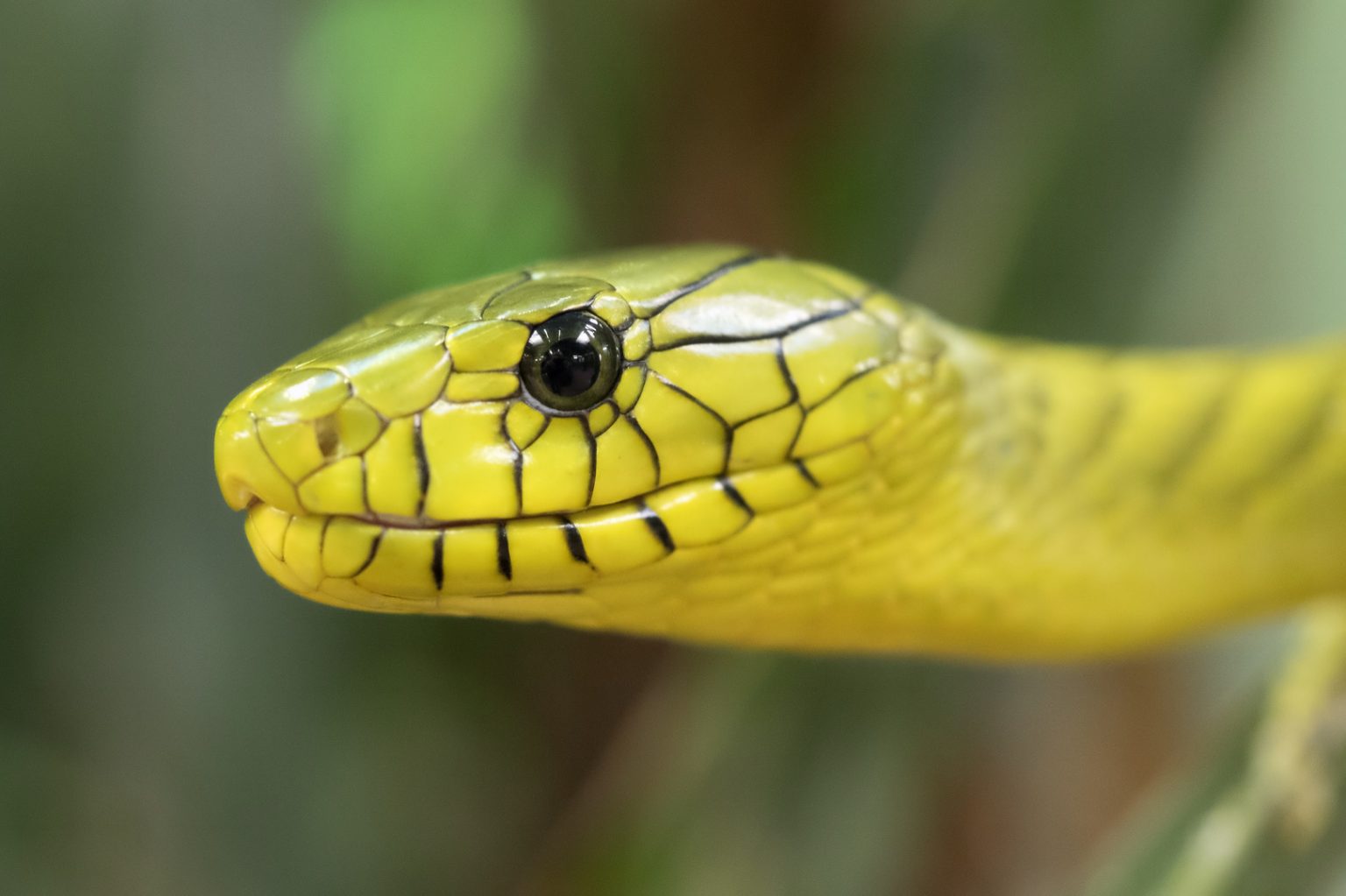 Tổng hợp hình ảnh về loài rắn đẹp nhất - [Kích thước hình ảnh: 1536x1023 px]
