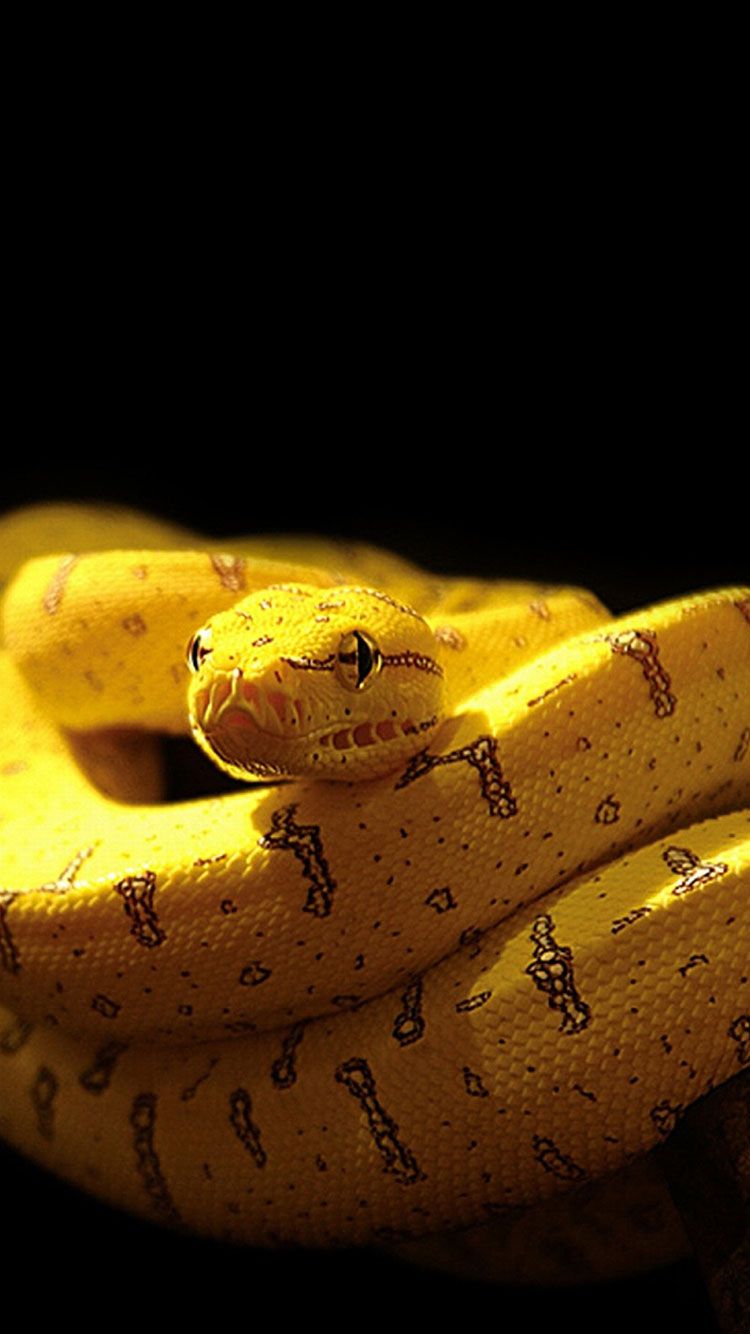 Tổng hợp hình ảnh về loài rắn đẹp nhất - [Kích thước hình ảnh: 750x1334 px]