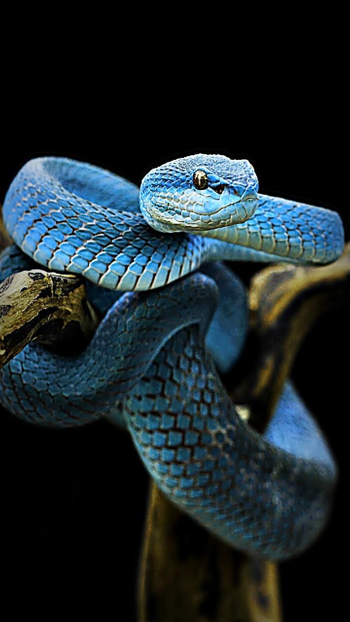 Tổng hợp hình ảnh về loài rắn đẹp nhất - [Kích thước hình ảnh: 720x1280 px]