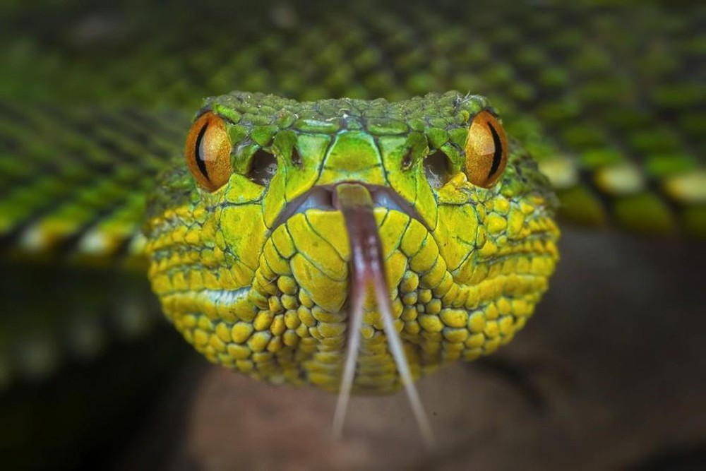 Tổng hợp hình ảnh về loài rắn đẹp nhất - [Kích thước hình ảnh: 1000x667 px]