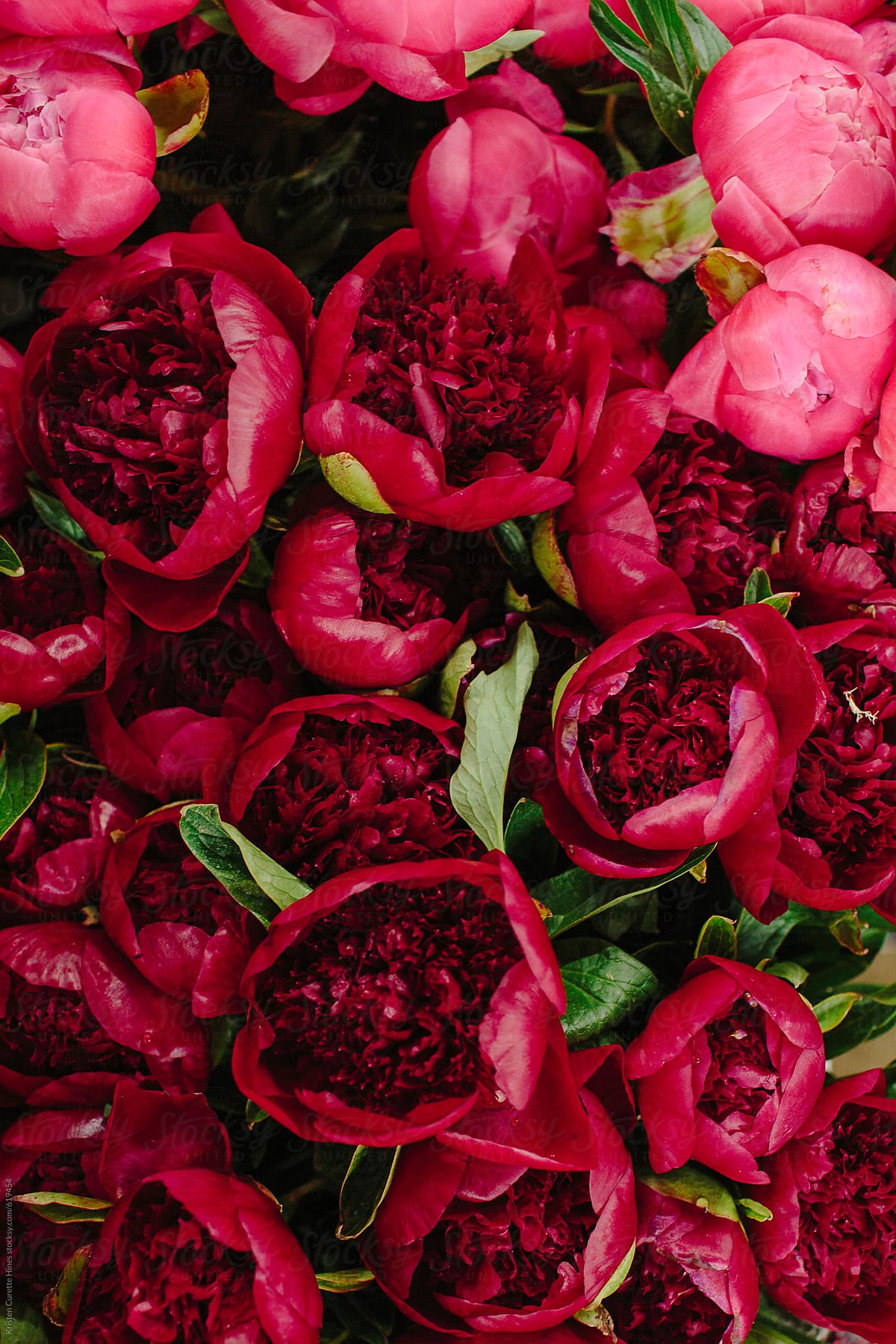 Tuyển tập hình ảnh hoa mẫu đơn đỏ đẹp nhất mời bạn chiêm ngưỡng - [Kích thước hình ảnh: 1200x1799 px]