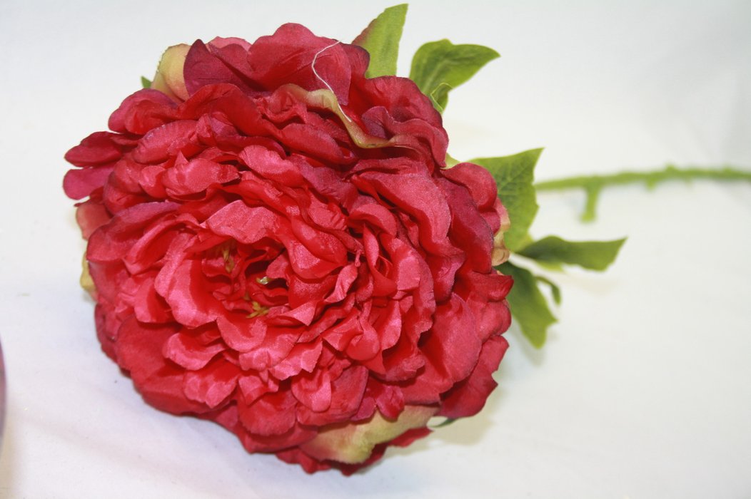 Tuyển tập hình ảnh hoa mẫu đơn đỏ đẹp nhất mời bạn chiêm ngưỡng - [Kích thước hình ảnh: 1052x700 px]