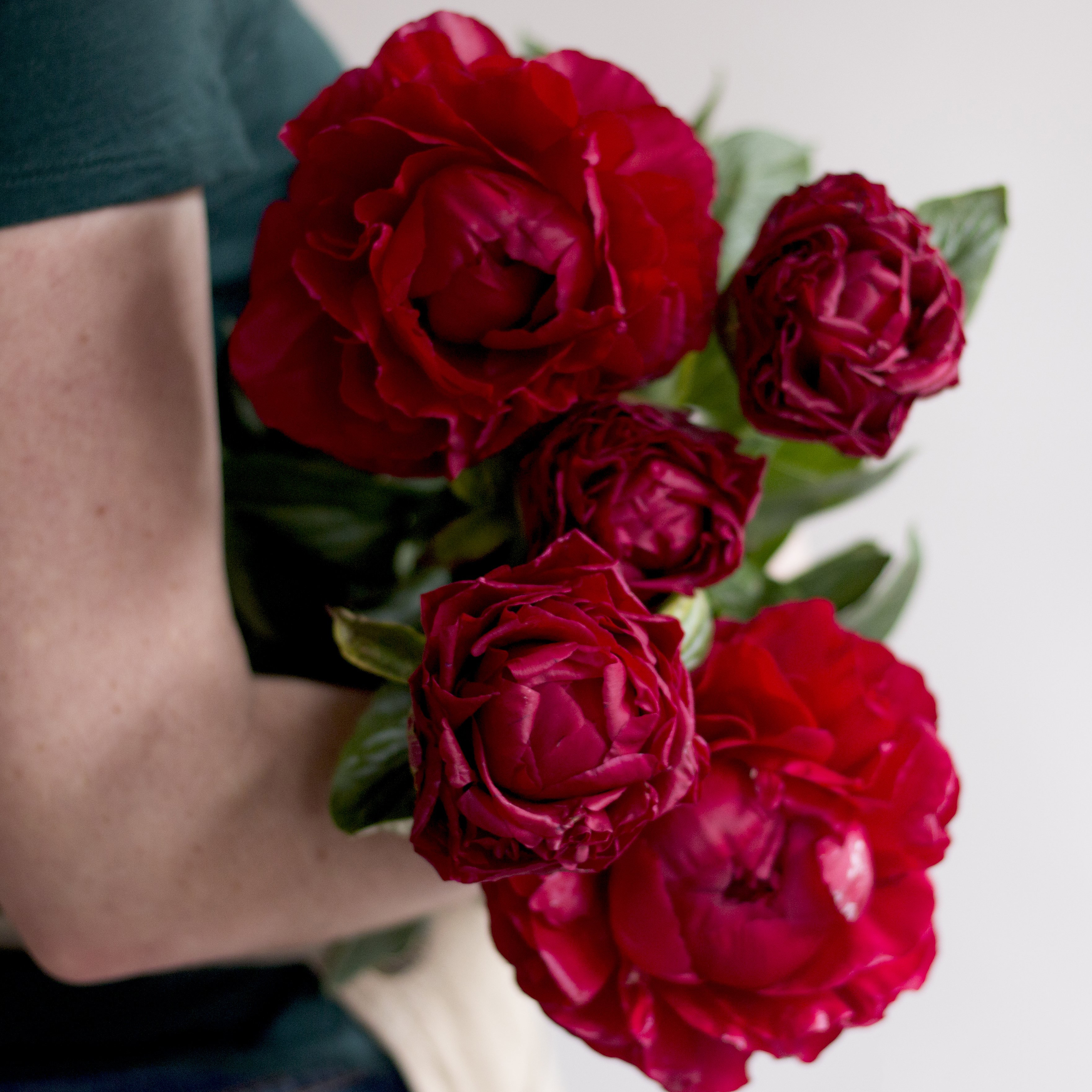 Tuyển tập hình ảnh hoa mẫu đơn đỏ đẹp nhất mời bạn chiêm ngưỡng - [Kích thước hình ảnh: 3523x3523 px]