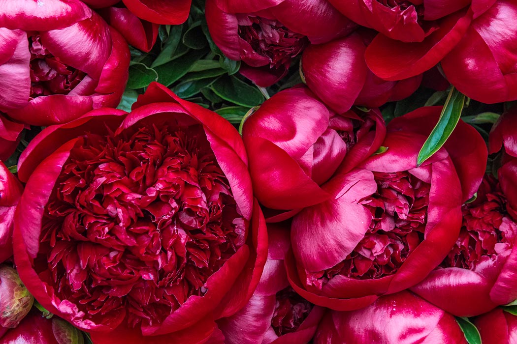 Tuyển tập hình ảnh hoa mẫu đơn đỏ đẹp nhất mời bạn chiêm ngưỡng - [Kích thước hình ảnh: 1050x700 px]