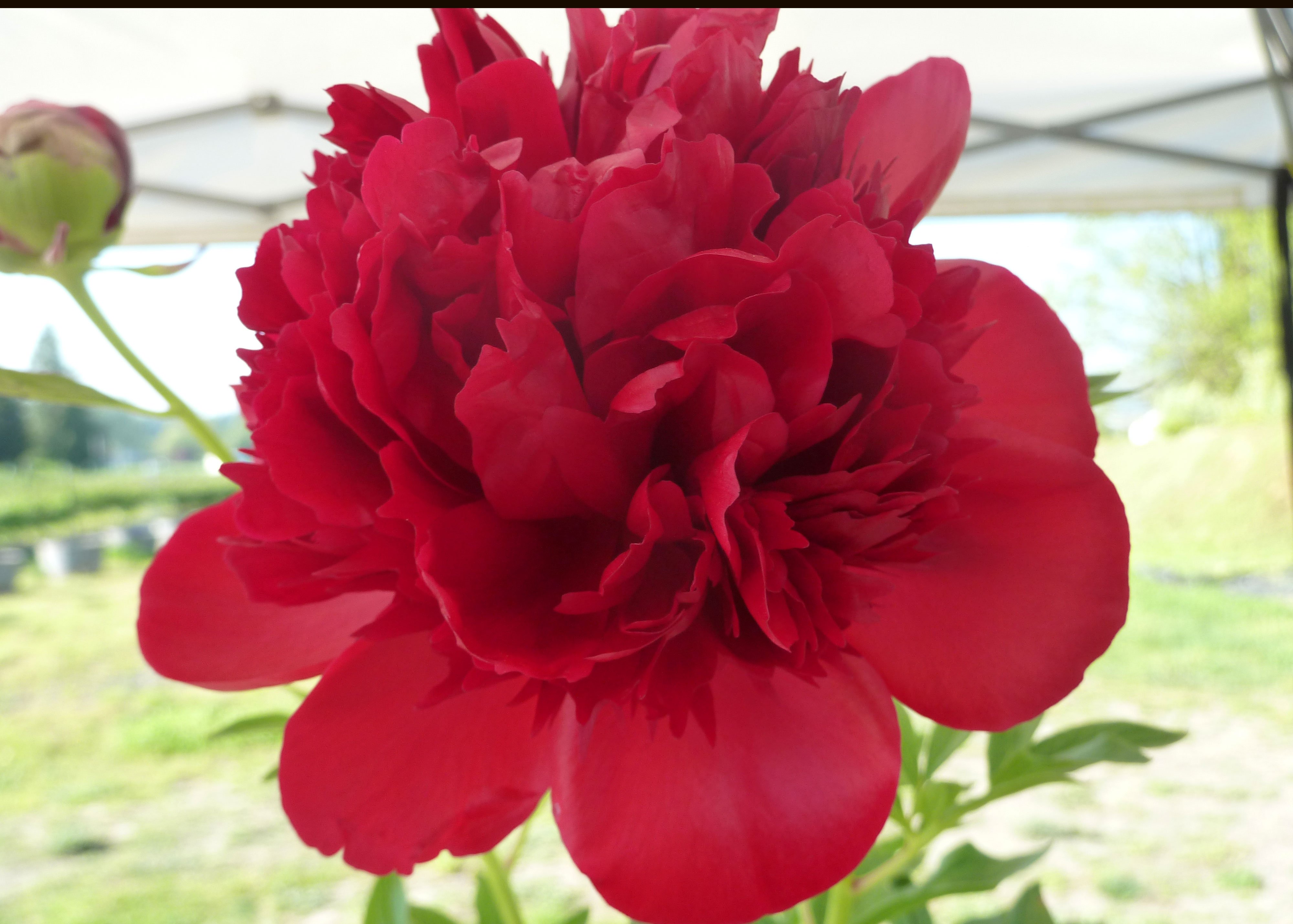 Tuyển tập hình ảnh hoa mẫu đơn đỏ đẹp nhất mời bạn chiêm ngưỡng - [Kích thước hình ảnh: 4000x2858 px]