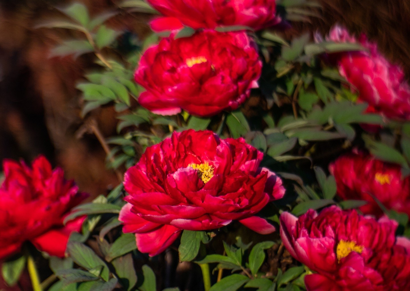 Tuyển tập hình ảnh hoa mẫu đơn đỏ đẹp nhất mời bạn chiêm ngưỡng - [Kích thước hình ảnh: 1440x1022 px]