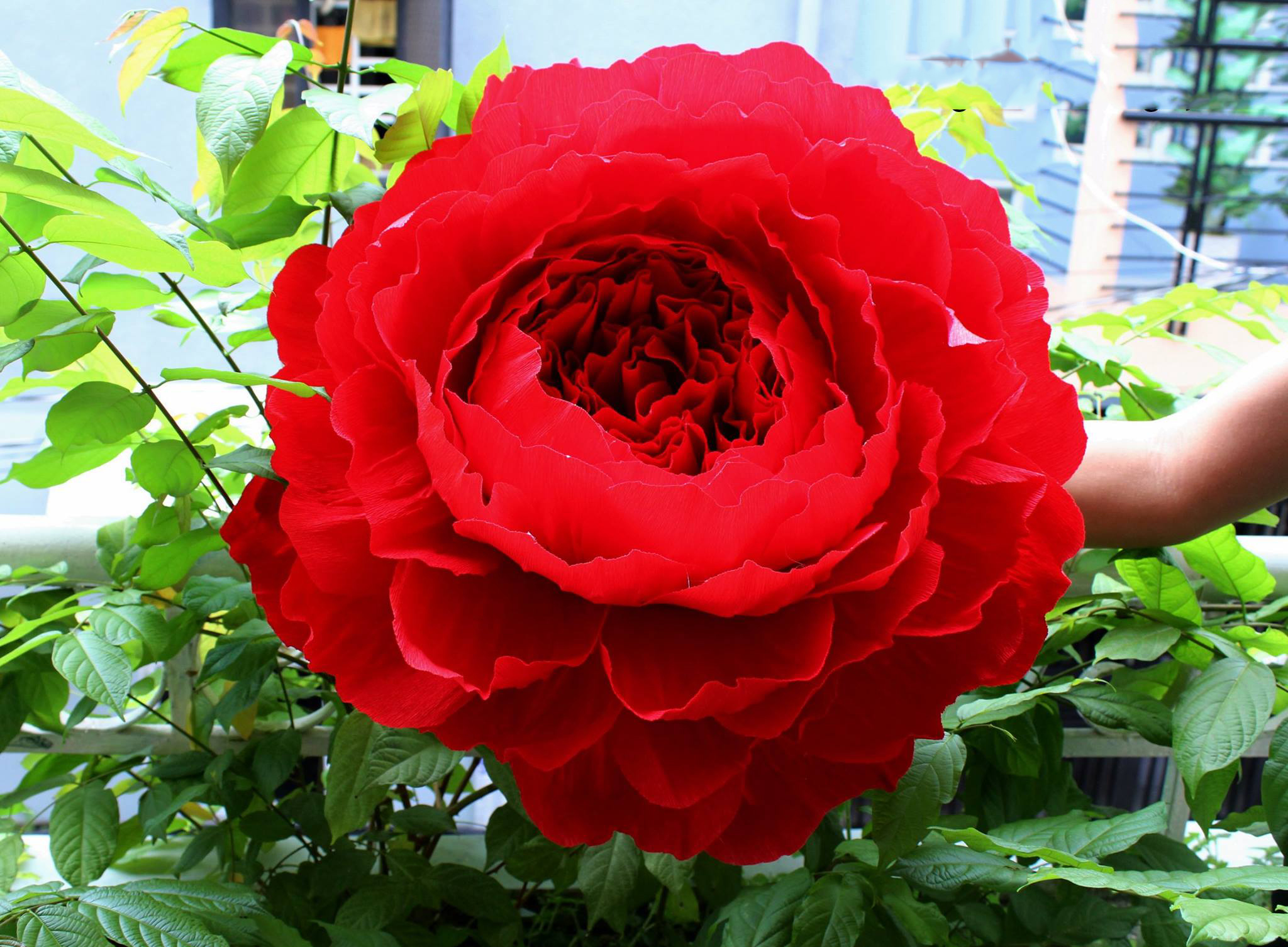 Tuyển tập hình ảnh hoa mẫu đơn đỏ đẹp nhất mời bạn chiêm ngưỡng - [Kích thước hình ảnh: 2048x1506 px]