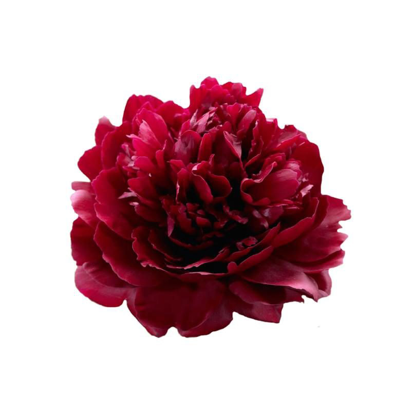 Tuyển tập hình ảnh hoa mẫu đơn đỏ đẹp nhất mời bạn chiêm ngưỡng - [Kích thước hình ảnh: 800x800 px]