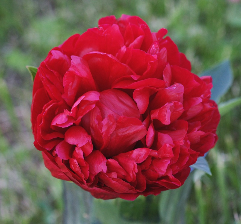 Tuyển tập hình ảnh hoa mẫu đơn đỏ đẹp nhất mời bạn chiêm ngưỡng - [Kích thước hình ảnh: 800x742 px]