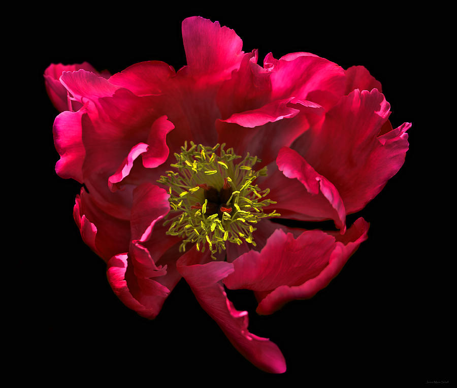 Tuyển tập hình ảnh hoa mẫu đơn đỏ đẹp nhất mời bạn chiêm ngưỡng - [Kích thước hình ảnh: 900x764 px]