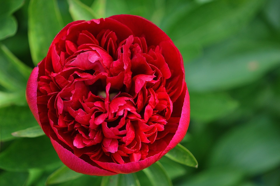 Tuyển tập hình ảnh hoa mẫu đơn đỏ đẹp nhất mời bạn chiêm ngưỡng - [Kích thước hình ảnh: 960x638 px]