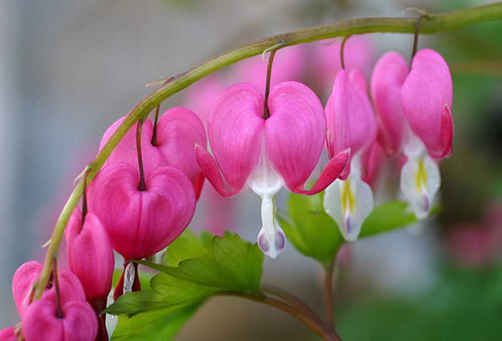 Những hình ảnh về hoa tigon – hoa tim tan vỡ mang một câu chuyện buồn về tình yêu đẹp - [Kích thước hình ảnh: 1000x680 px]
