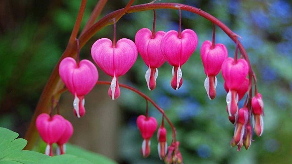 Những hình ảnh về hoa tigon – hoa tim tan vỡ mang một câu chuyện buồn về tình yêu đẹp - [Kích thước hình ảnh: 1200x675 px]