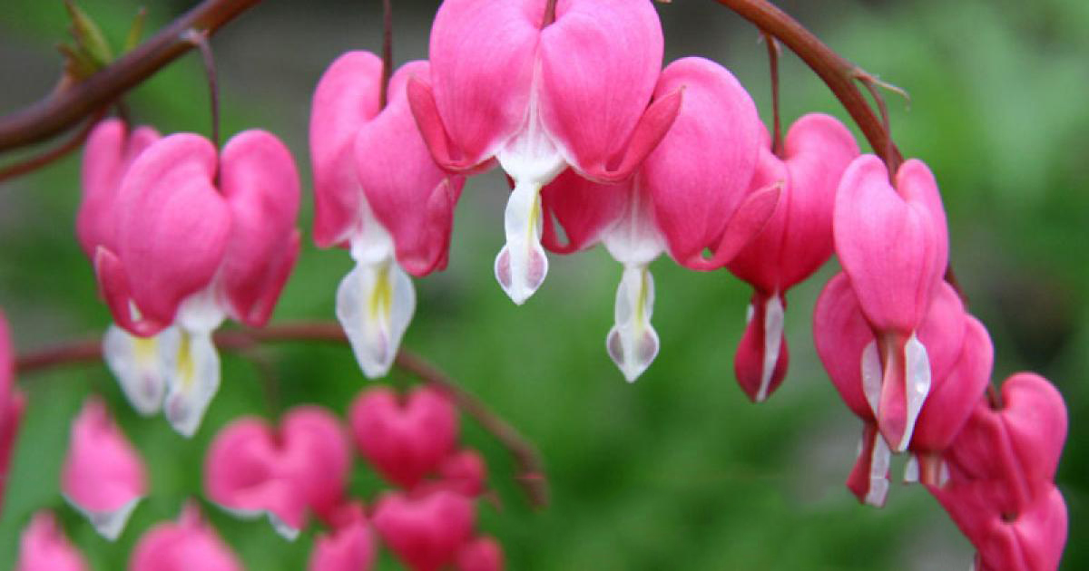 Những hình ảnh về hoa tigon – hoa tim tan vỡ mang một câu chuyện buồn về tình yêu đẹp - [Kích thước hình ảnh: 1200x630 px]
