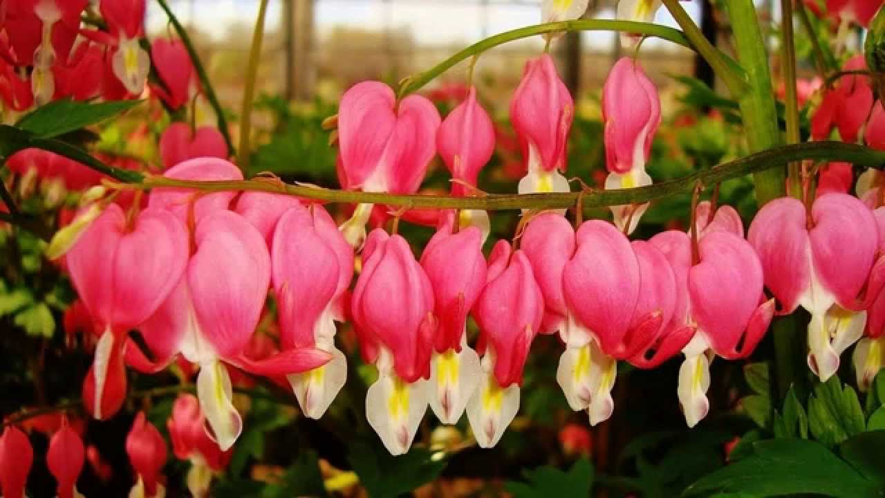 Những hình ảnh về hoa tigon – hoa tim tan vỡ mang một câu chuyện buồn về tình yêu đẹp - [Kích thước hình ảnh: 1280x720 px]