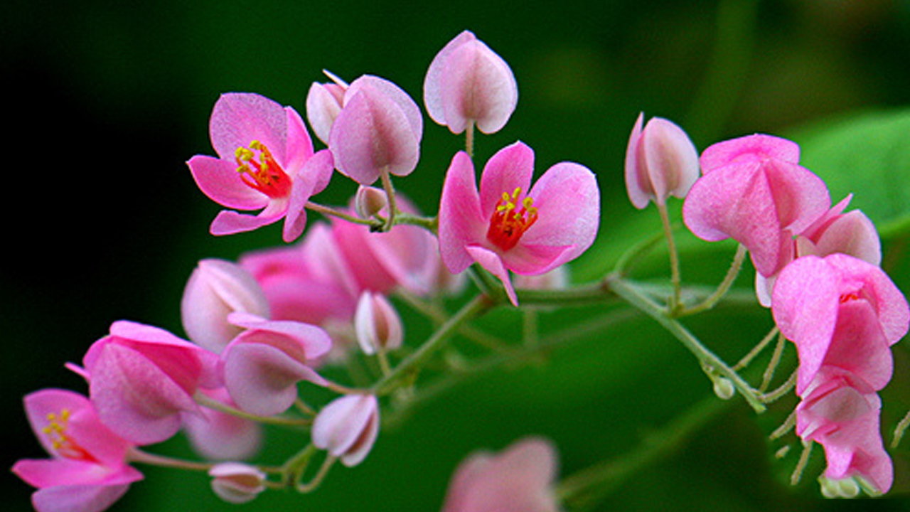Những hình ảnh về hoa tigon – hoa tim tan vỡ mang một câu chuyện buồn về tình yêu đẹp - [Kích thước hình ảnh: 1280x720 px]