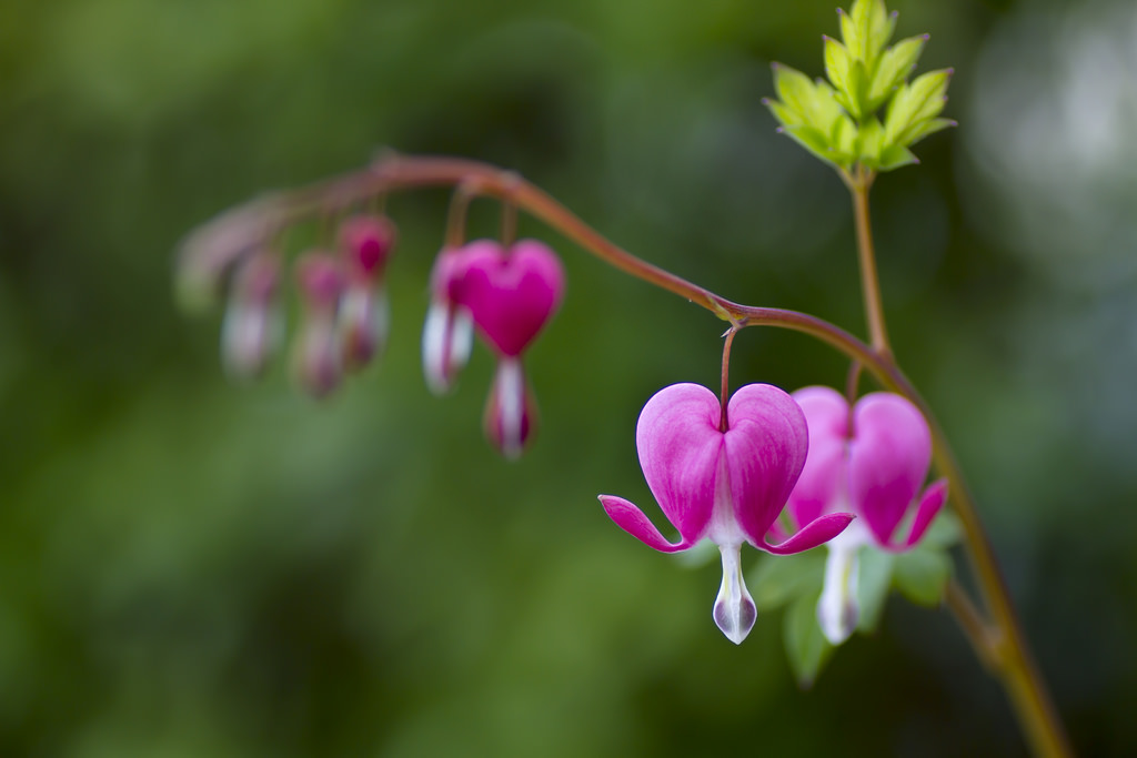 Những hình ảnh về hoa tigon – hoa tim tan vỡ mang một câu chuyện buồn về tình yêu đẹp - [Kích thước hình ảnh: 1024x683 px]