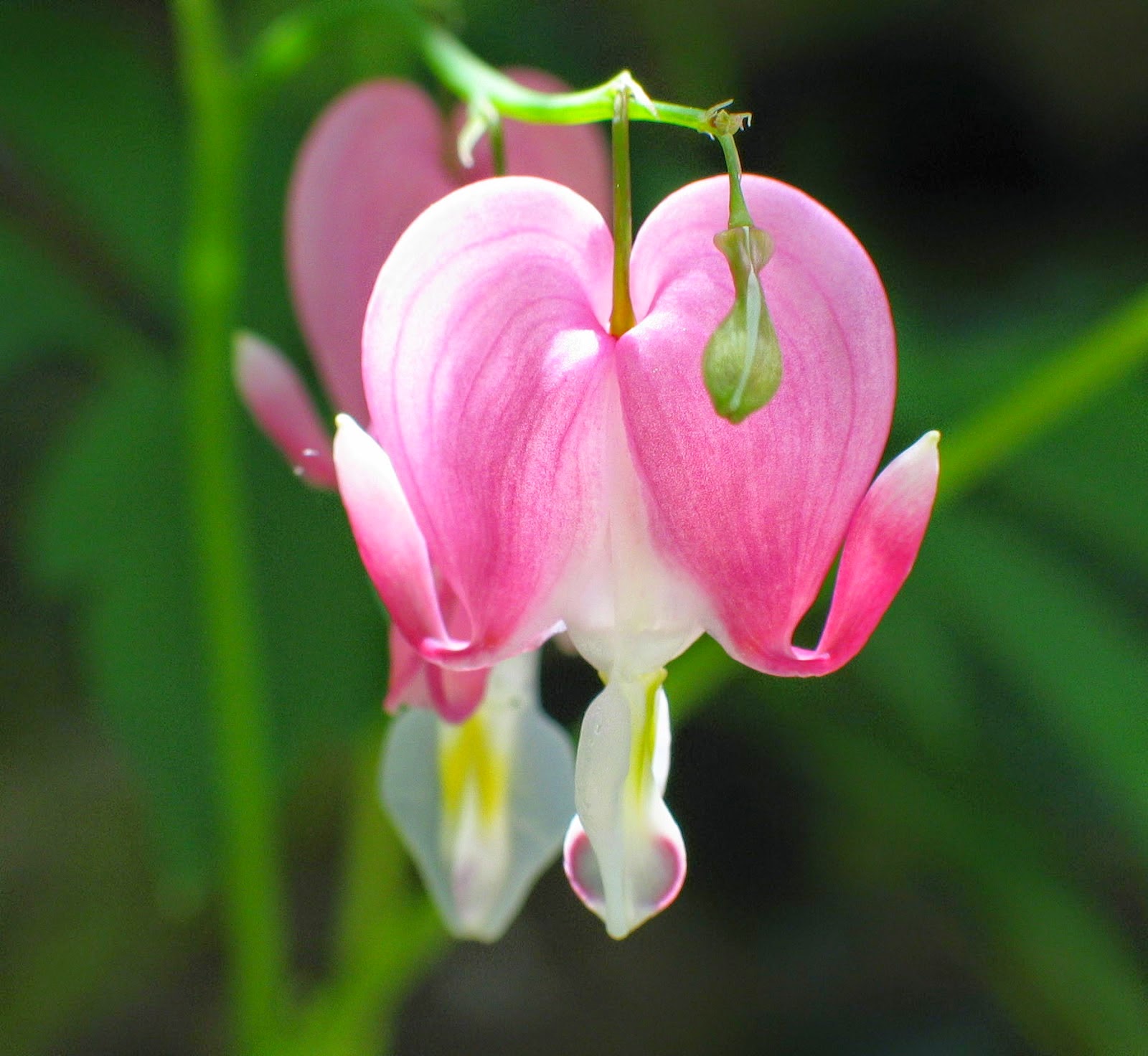 Những hình ảnh về hoa tigon – hoa tim tan vỡ mang một câu chuyện buồn về tình yêu đẹp - [Kích thước hình ảnh: 1600x1472 px]