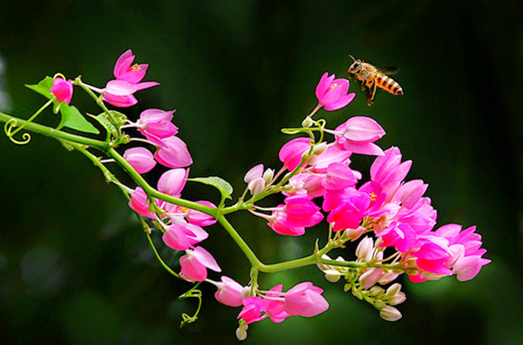 Những hình ảnh về hoa tigon – hoa tim tan vỡ mang một câu chuyện buồn về tình yêu đẹp - [Kích thước hình ảnh: 1059x700 px]