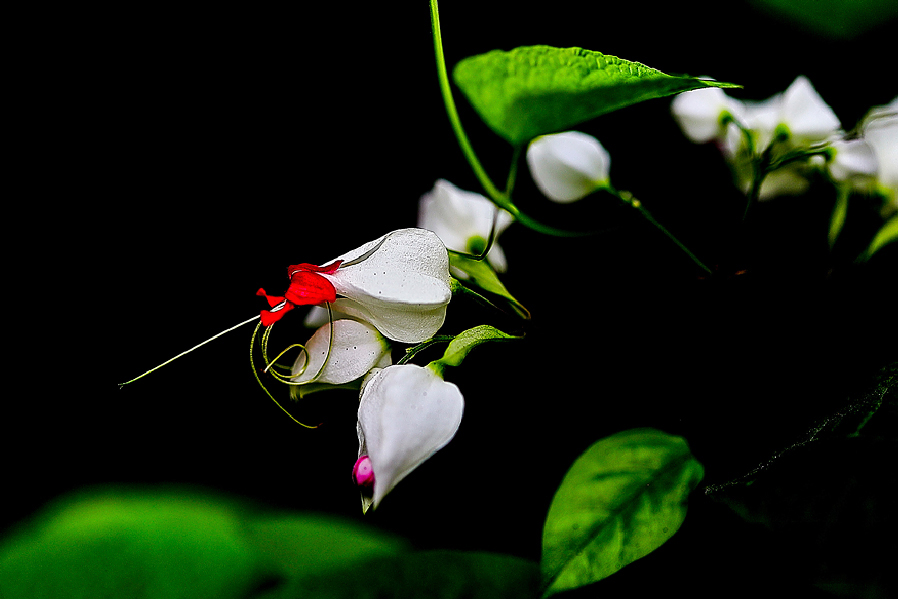 Những hình ảnh về hoa tigon – hoa tim tan vỡ mang một câu chuyện buồn về tình yêu đẹp - [Kích thước hình ảnh: 898x599 px]