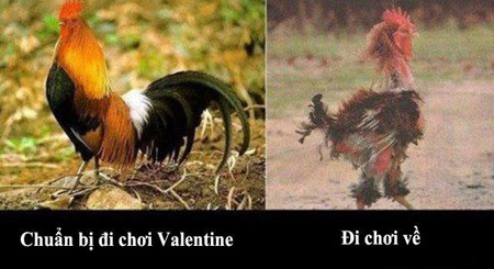 Ảnh chế ngày valentine hài hước độc đáo nhất - [Kích thước hình ảnh: 450x245 px]