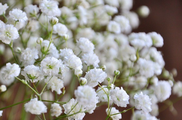 Tổng hợp những hình ảnh đẹp nhất về hoa baby trắng - [Kích thước hình ảnh: 600x398 px]