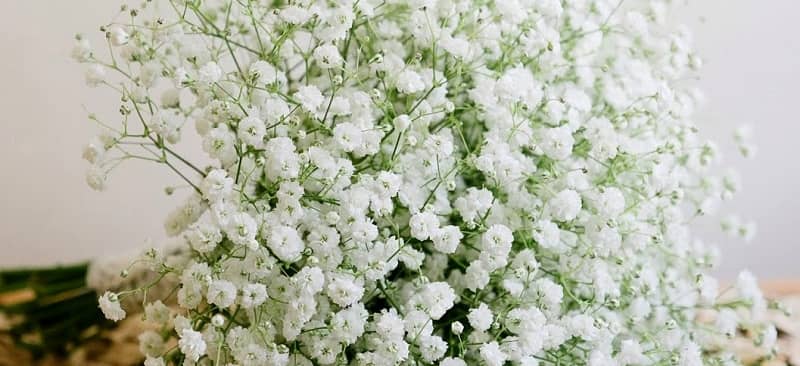 Tổng hợp những hình ảnh đẹp nhất về hoa baby trắng - [Kích thước hình ảnh: 800x366 px]