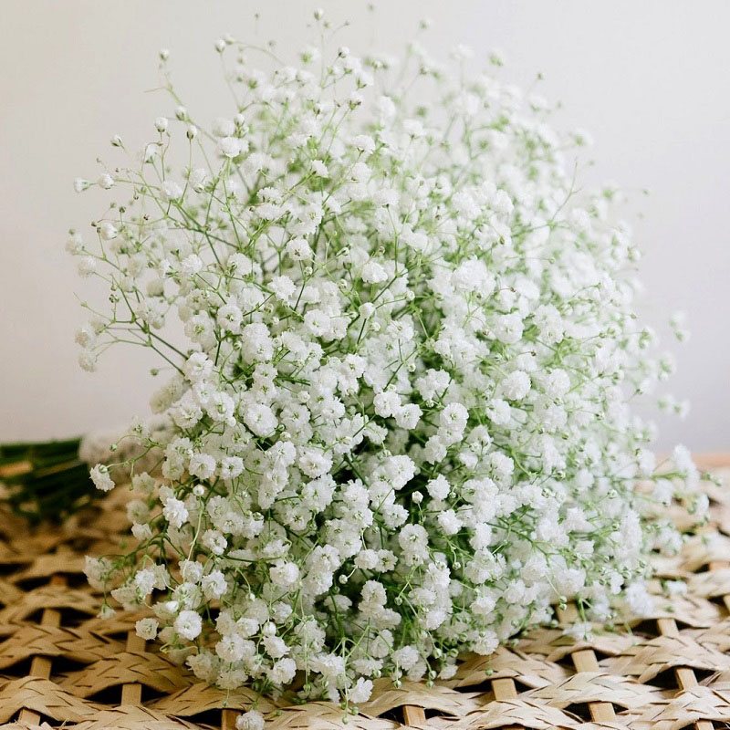 Tổng hợp những hình ảnh đẹp nhất về hoa baby trắng - [Kích thước hình ảnh: 800x800 px]
