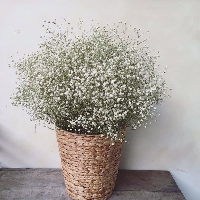 Tổng hợp những hình ảnh đẹp nhất về hoa baby trắng - [Kích thước hình ảnh: 700x700 px]