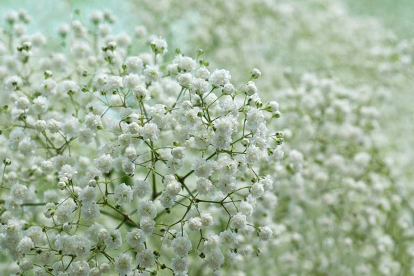Tổng hợp những hình ảnh đẹp nhất về hoa baby trắng - [Kích thước hình ảnh: 600x400 px]