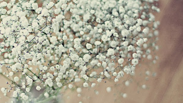 Tổng hợp những hình ảnh đẹp nhất về hoa baby trắng - [Kích thước hình ảnh: 600x340 px]