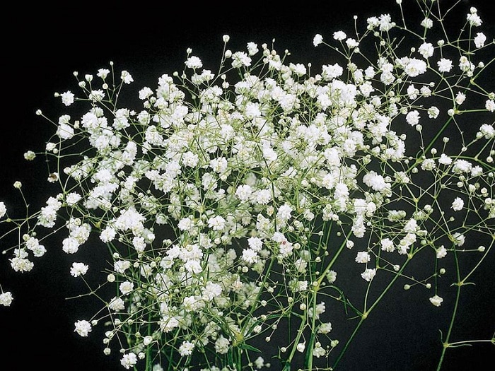 Tổng hợp những hình ảnh đẹp nhất về hoa baby trắng - [Kích thước hình ảnh: 700x525 px]