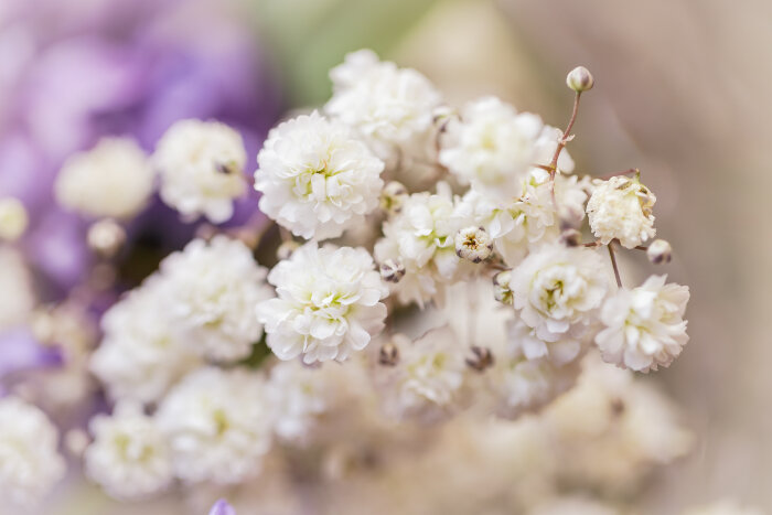 Tổng hợp những hình ảnh đẹp nhất về hoa baby trắng - [Kích thước hình ảnh: 700x467 px]