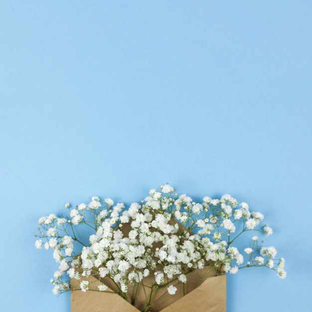 Tổng hợp những hình ảnh đẹp nhất về hoa baby trắng - [Kích thước hình ảnh: 626x626 px]